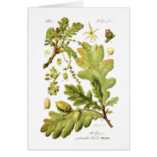 Eiche pedunculata (englische Eiche)