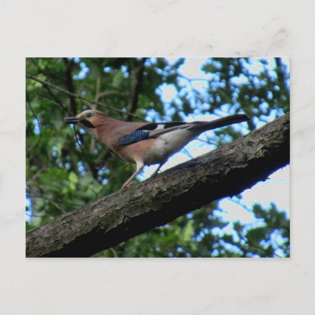 Eichelhäher Postkarte (Vorderseite)