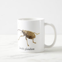 Eichelrüssler-Tasse