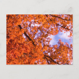 Eichen-Blätter mit blauem Himmel Postkarte