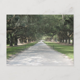 Eichen-Gasse bei Boone Hall, Charleston Postkarte