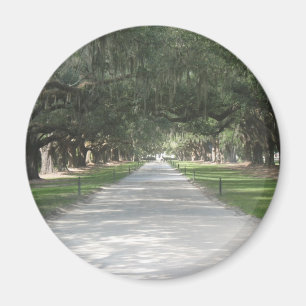 Eichen-Gasse bei Boone Hall, Charleston Sc-Magnet Magnet