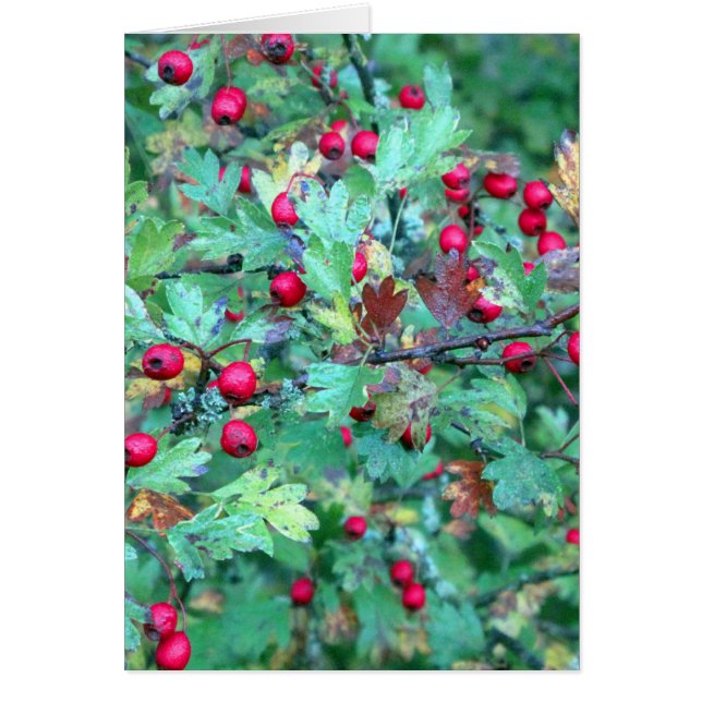 Eichen und Beeren (Vorne)