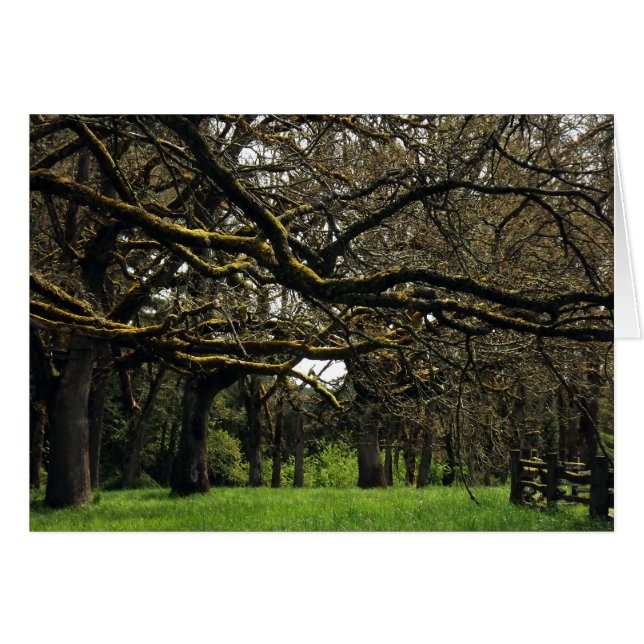 Eichen-Waldung, 2 (Vorderseite (Horizontal))