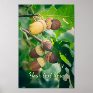 Eichenäste mit Eicheln  Poster