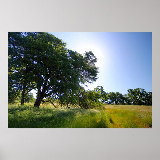 Eichenbaum auf Wiese, Frühjahr Poster (Vorne)