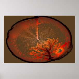 Eichenbaum bei Sonnenaufgang Poster