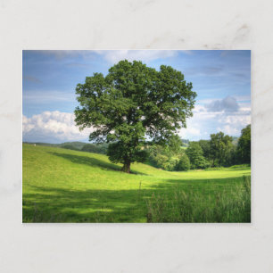 Eichenbaum Grün Sommer schöne Landschaft Postkarte