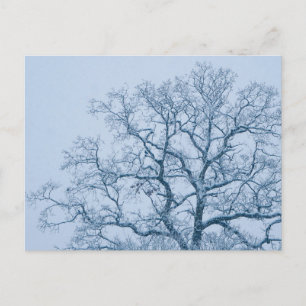 Eichenbaum im Schnee Postkarte