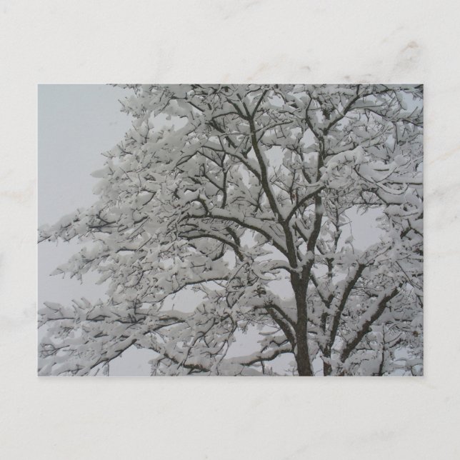 Eichenbaum im Schnee Postkarte (Vorderseite)