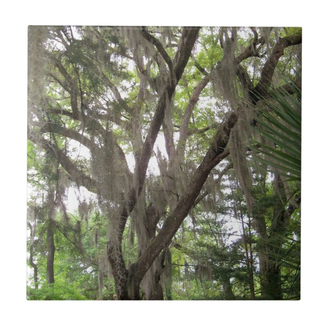 Eichenbaum mit spanischem Moos in den Ästen Fliese (Vorderseite)