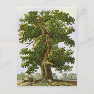 Eichenbaum-Postkarte im Vintage-Stil Postkarte