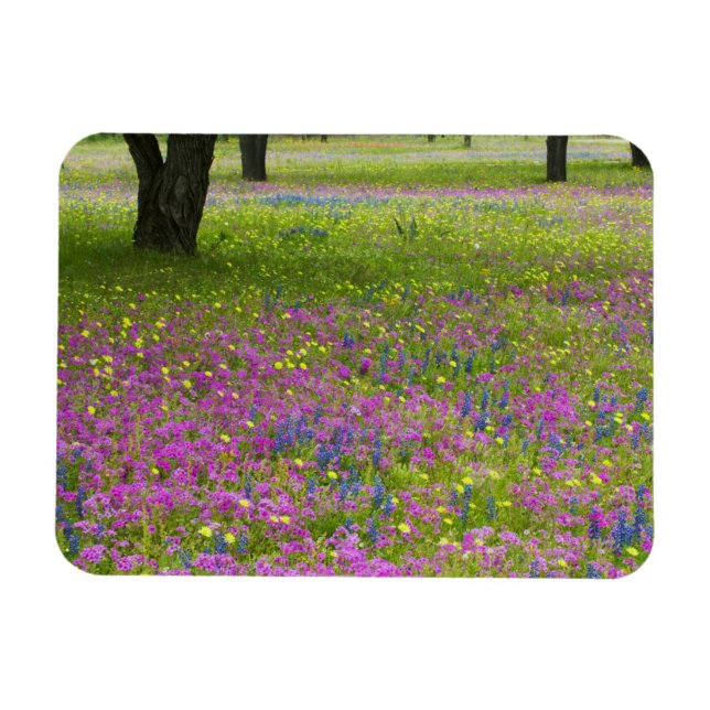 Eichenbäume mit Feld Phlox, Blaue Bonnets Magnet (Horizontal)