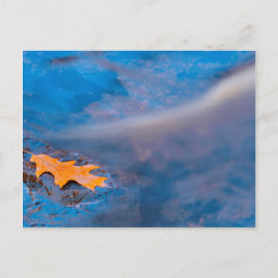 Eichenblatt auf Felsen am Rosseau-Fluss Postkarte