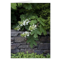 Eichenholz Hydrangea und eine Steinmauer