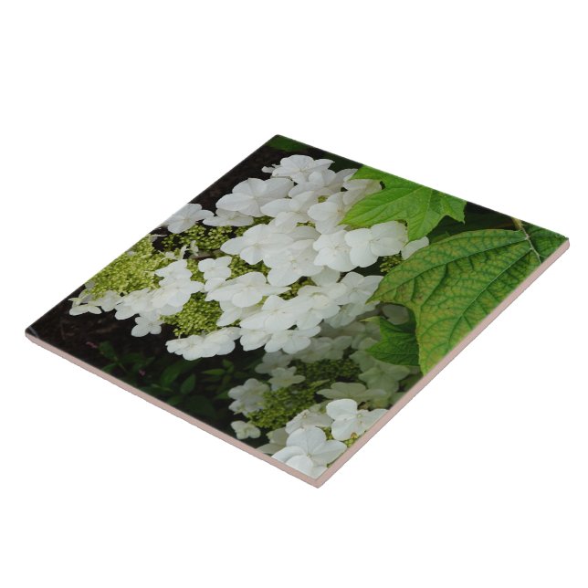 Eichenlaub-Hortensie Fliese (Seite)