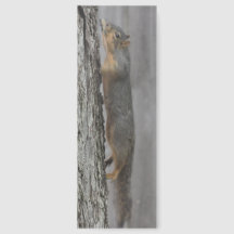 Eichhörnchen