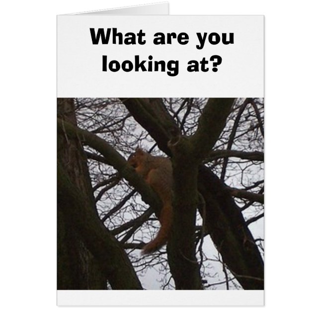 Eichhörnchen (Vorne)