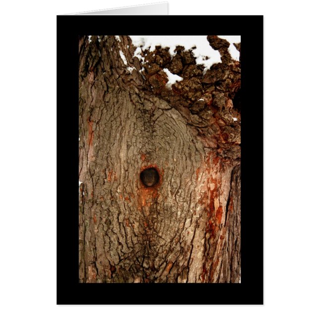 Eichhörnchen (Vorne)