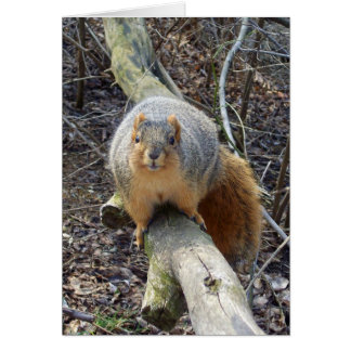 Eichhörnchen!