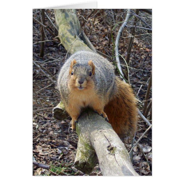 Eichhörnchen! (Vorne)