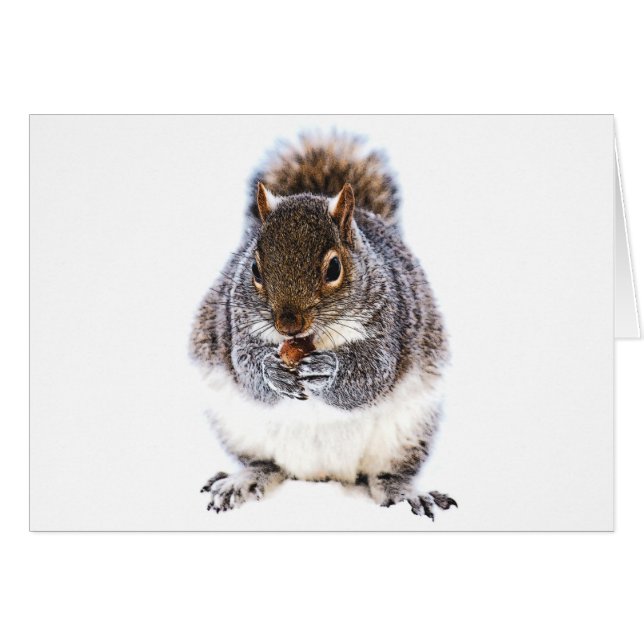 Eichhörnchen (Vorderseite (Horizontal))