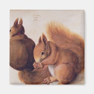 Eichhörnchen, 1512 magnet