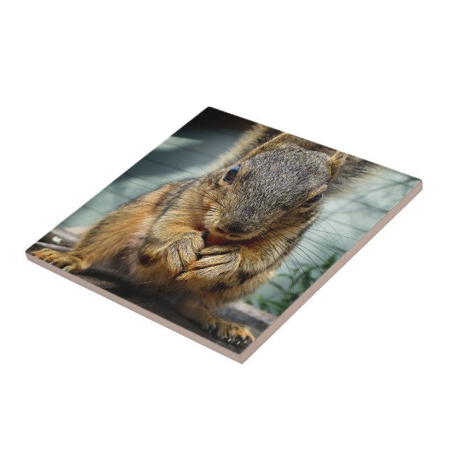 Eichhörnchen 1 fliese (Seite)