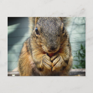 Eichhörnchen 1 postkarte