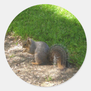 Eichhörnchen #3 Stickers