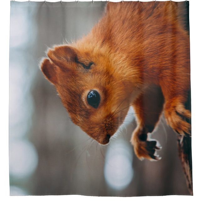 EICHHÖRNCHEN AM BAUMSTAMM DUSCHVORHANG (Vorderseite)