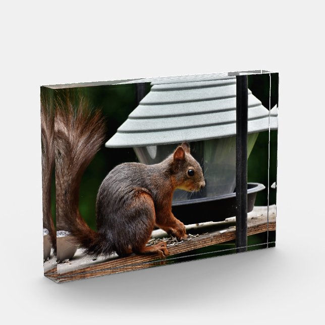Eichhörnchen am Vogelfeeder Fotoblock (Links)