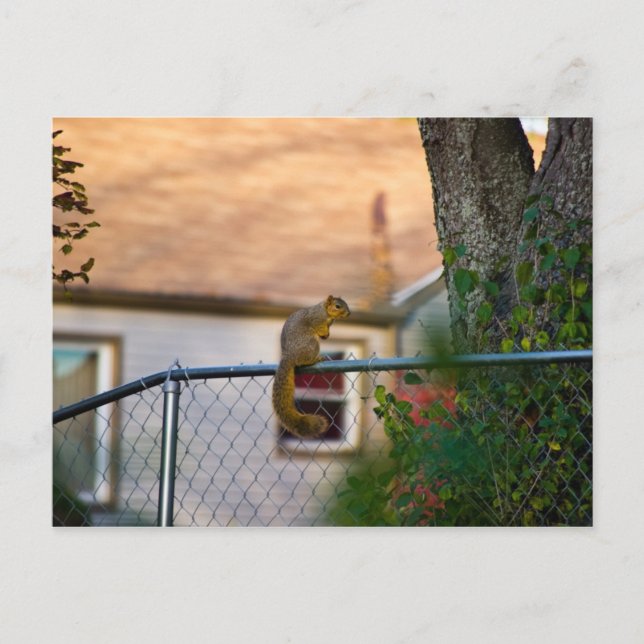 Eichhörnchen am Zaun Postkarte (Vorderseite)