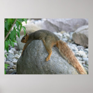 Eichhörnchen an einem heißen Tag ausruhen Poster