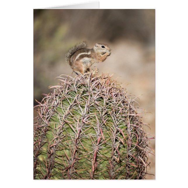 Eichhörnchen auf Barrel Cactus (Vorne)