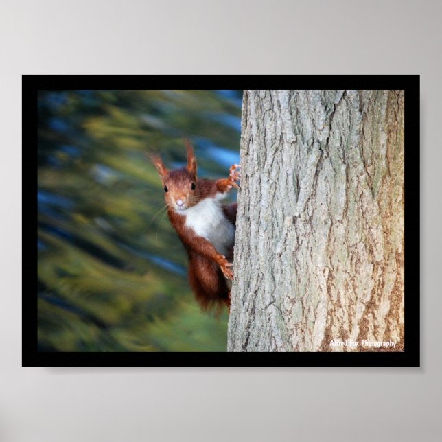 Eichhörnchen auf Baum Poster (Vorne)