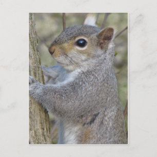 Eichhörnchen auf Baum Postkarte