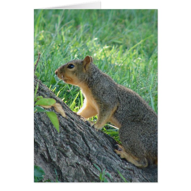 Eichhörnchen auf dem Baum (Vorne)