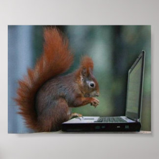 Eichhörnchen auf dem Laptop-Poster Poster