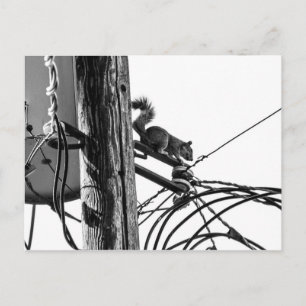 Eichhörnchen auf dem Pole Black & White Foto Postkarte