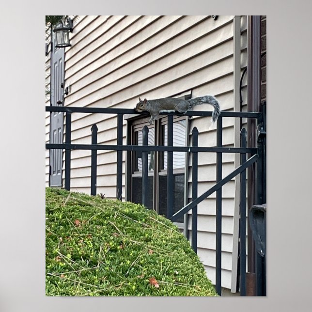 Eichhörnchen auf dem Zaun-Poster Poster (Vorne)