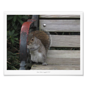 Eichhörnchen auf der Parkbank Print von Linda Beck Fotodruck