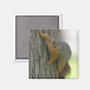 Eichhörnchen auf der Seite des Baummagneten Magnet