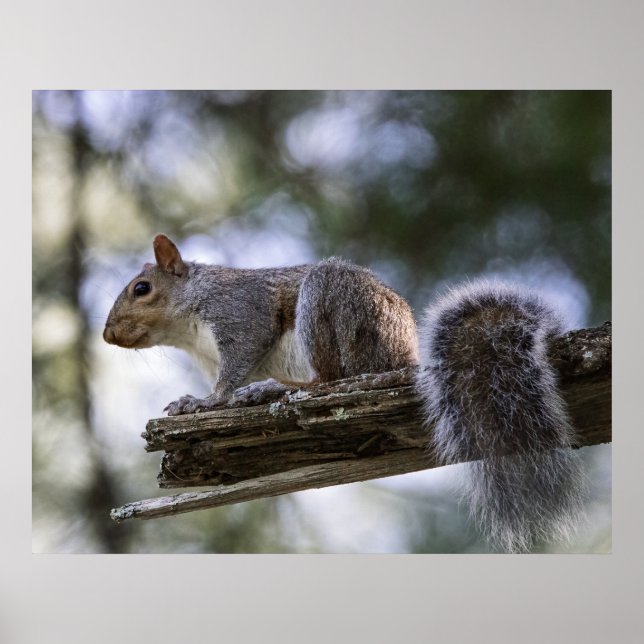 Eichhörnchen auf einem Ast sitzend Poster (Vorne)