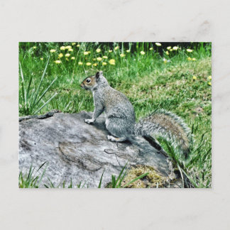 Eichhörnchen auf einem Baumstumpf Postkarte