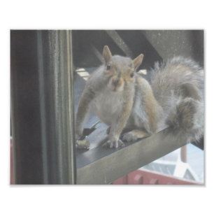 Eichhörnchen auf einem Schritt Fotodruck