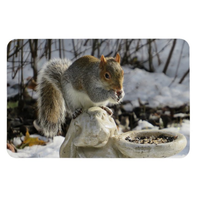 Eichhörnchen auf Kaninchenvogelfutter Magnet (Horizontal)
