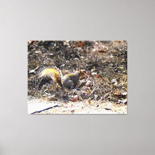 Eichhörnchen auf Laubboden Leinwanddruck