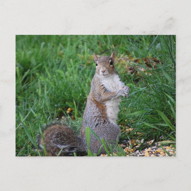 Eichhörnchen auf Postkarte (Vorderseite)
