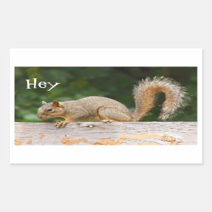 Eichhörnchen auf Zaunklemmern Rechteckiger Aufkleber